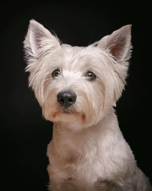 Professional studio-style portrait photography reference